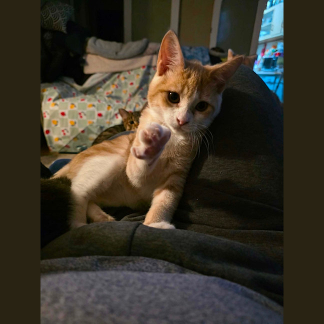 Photo of Peewee 