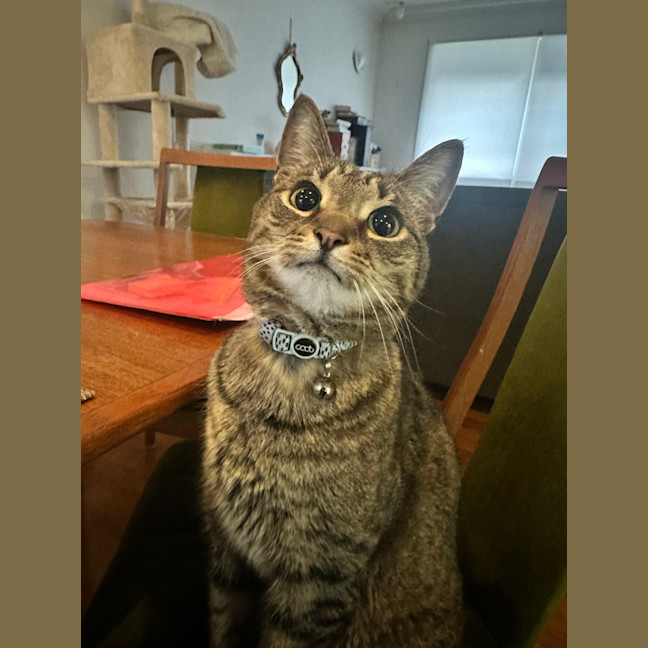 Photo of Chich