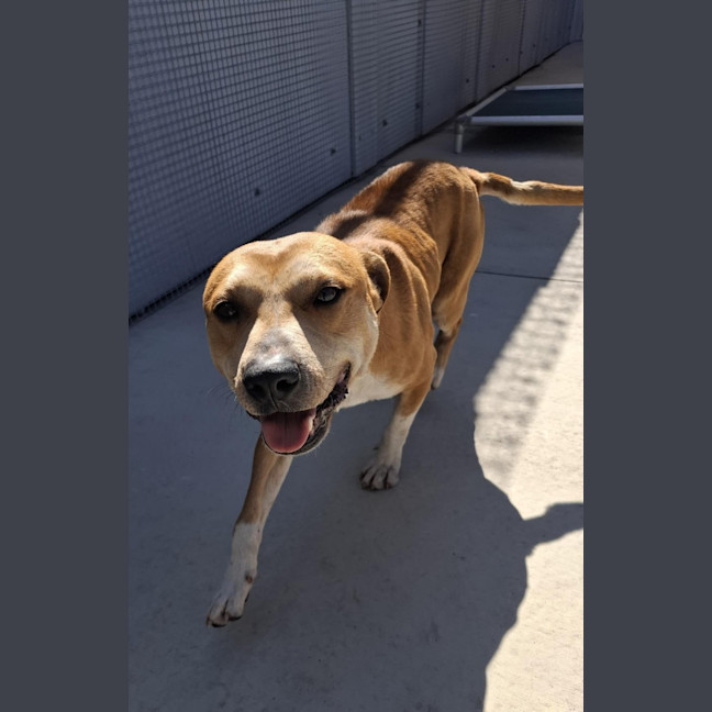 Photo of Sarge