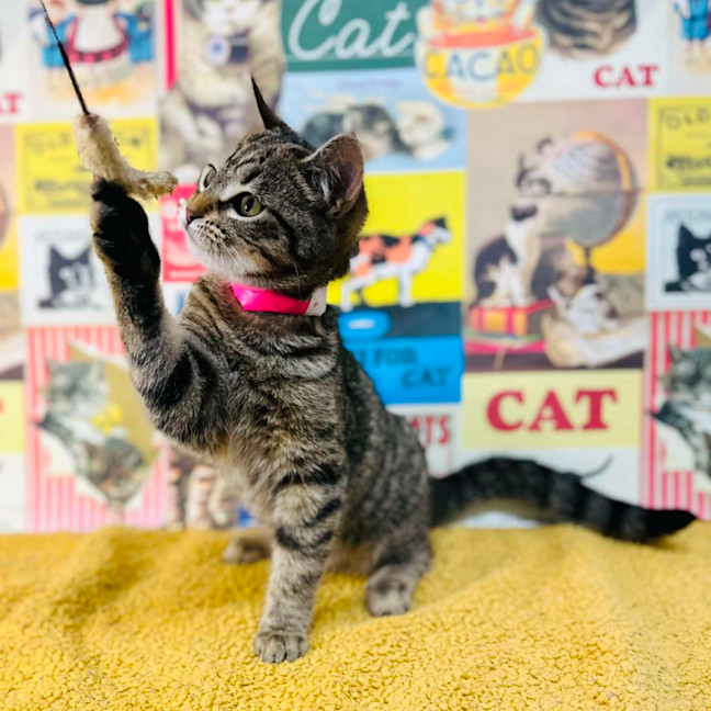 Photo of Meringue   Located In Preston 