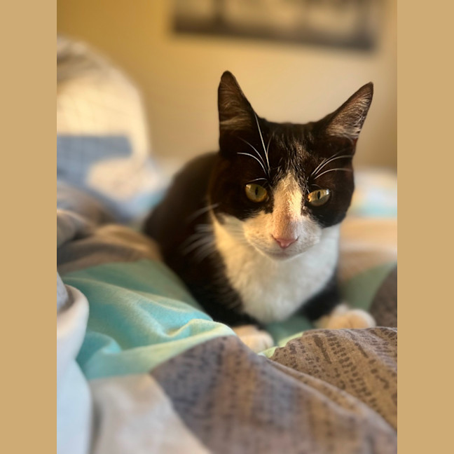 Photo of Felix   Tuxedo