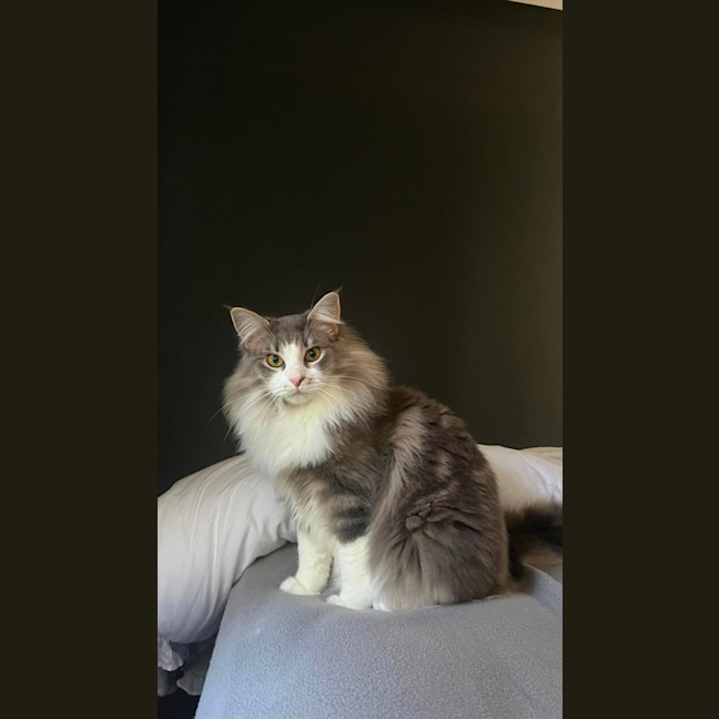 Photo of Mochi & Duman