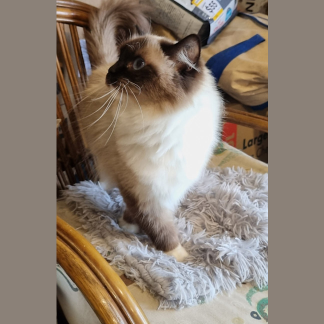 Photo of Piper