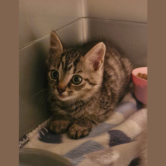Photo of Berlioz 