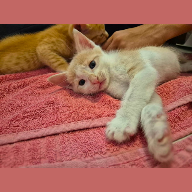 Photo of 🧡 Cinnamon 🤍