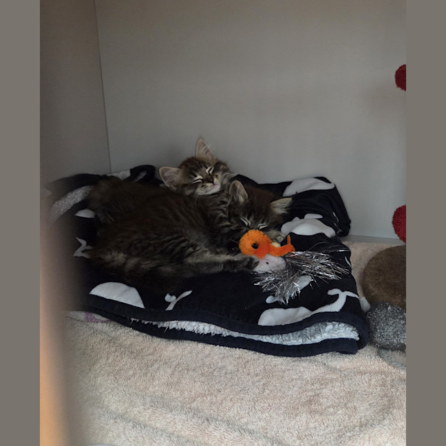 Photo of Thumper