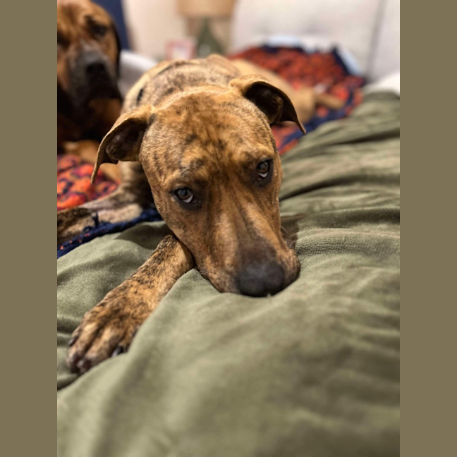 Photo of Spike