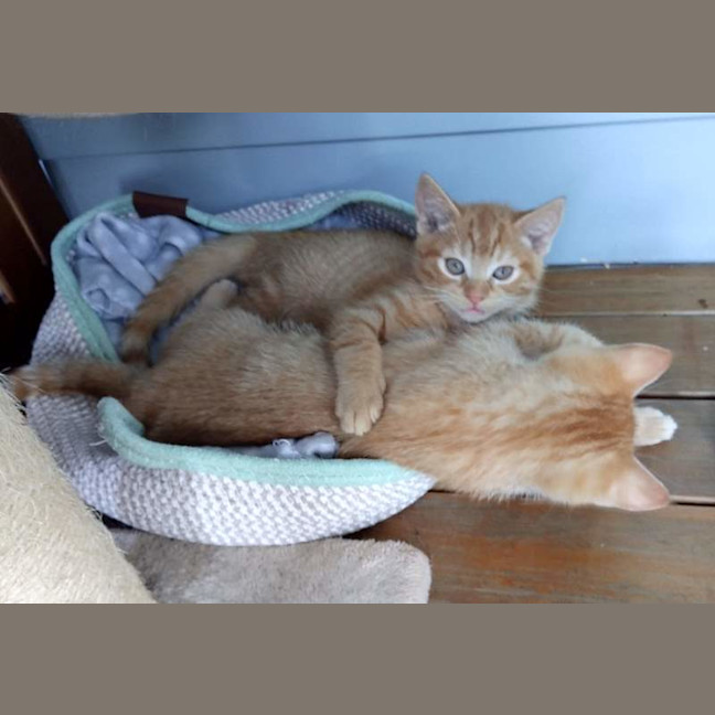Photo of Charlie (Was Nutmeg)