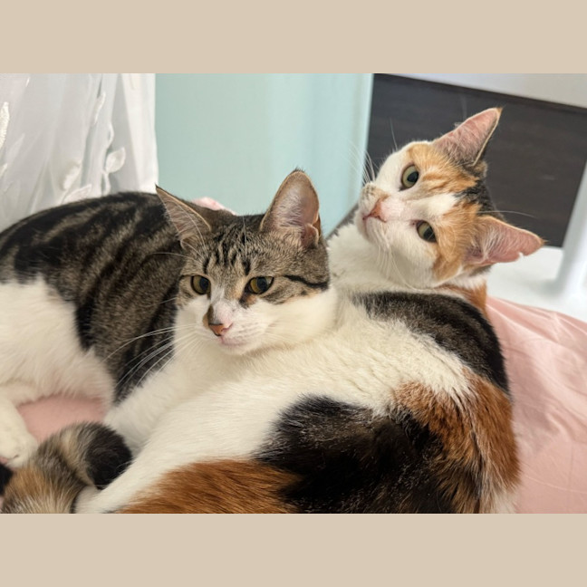 Photo of Brussels And Sprout