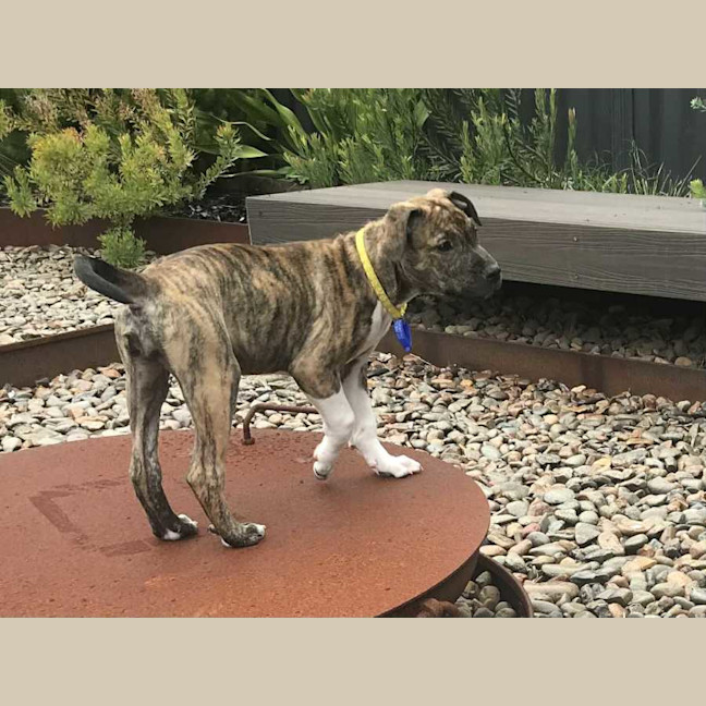 Photo of Brooke   14 Week Old Ridgeback X 