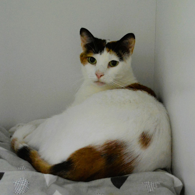 Photo of Snowy