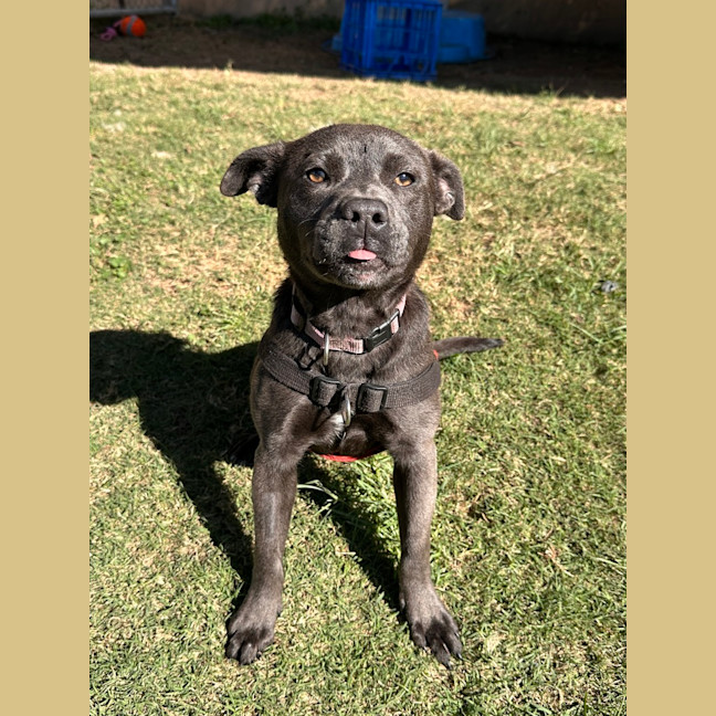 Photo of Rosie