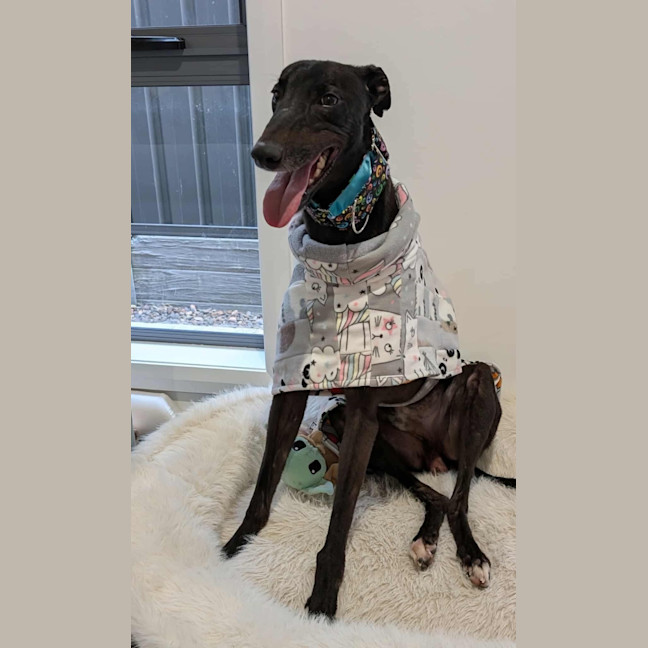 Photo of Basil The Greyhound