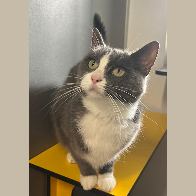 Photo of Luna
