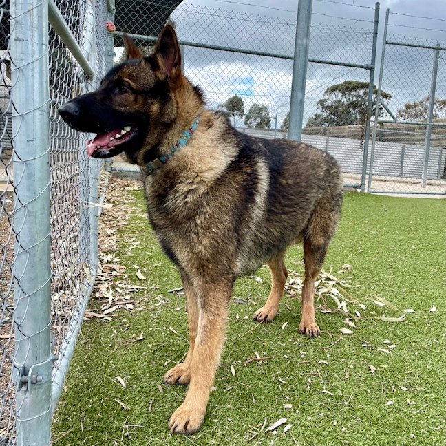 Photo of Hunter