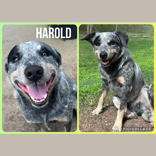 Photo of Harold  