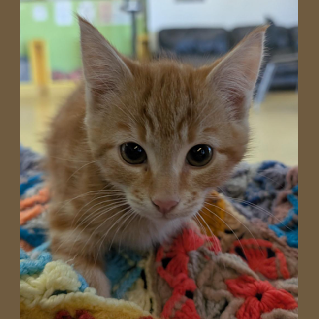 Photo of Ajani   Caller Of The Pride