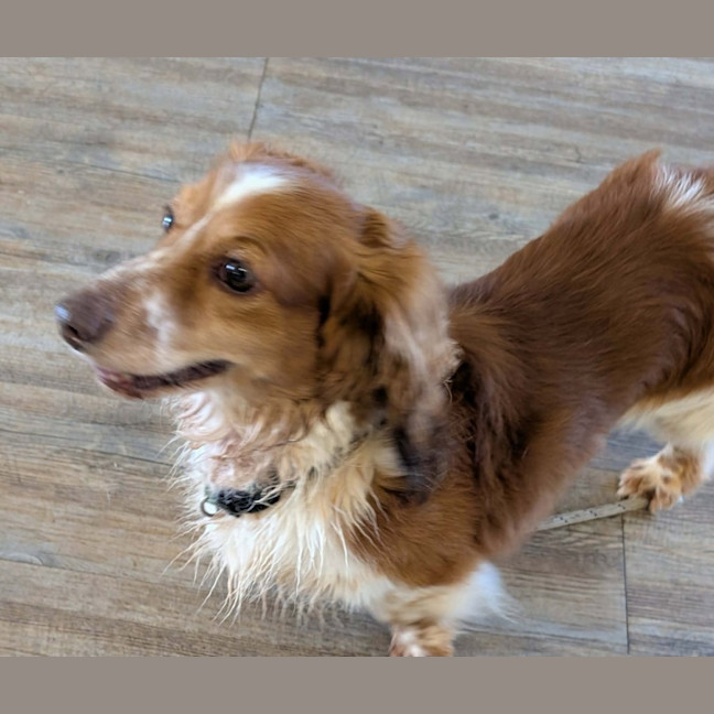 Photo of Peanut