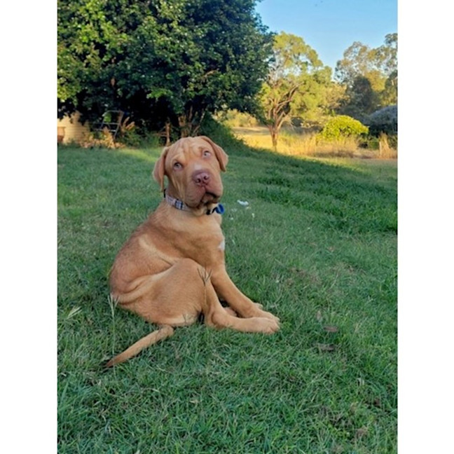 Photo of Hurley *$350 Adoption Fee*