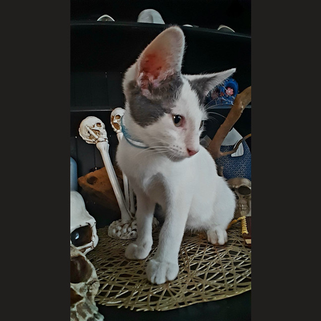 Photo of Loki