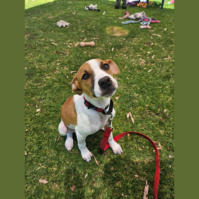 Photo of Lebron (Fizzler)