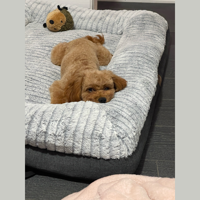Photo of Sprocket