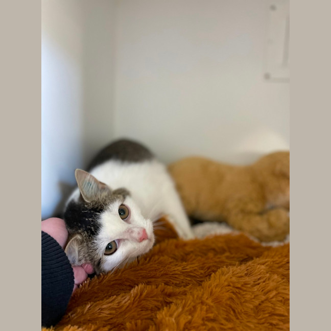 Photo of 🎠 Niffler 5926 🎠