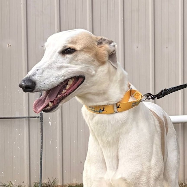 Photo of Bob Marley The Greyhound