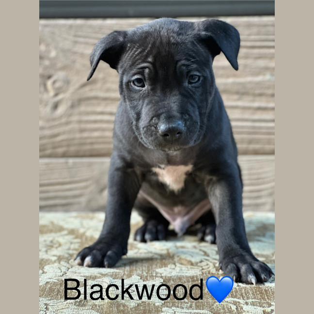 Photo of Blackwood