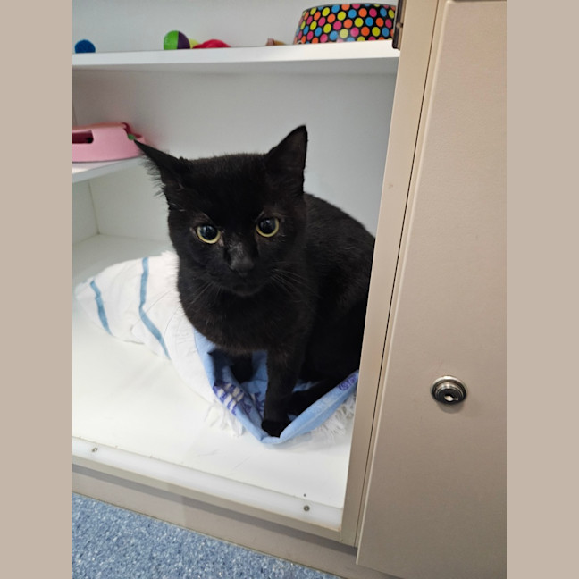 Photo of Midnight
