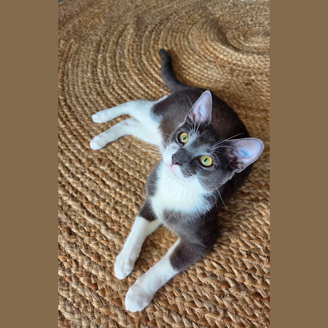 Photo of Mouse