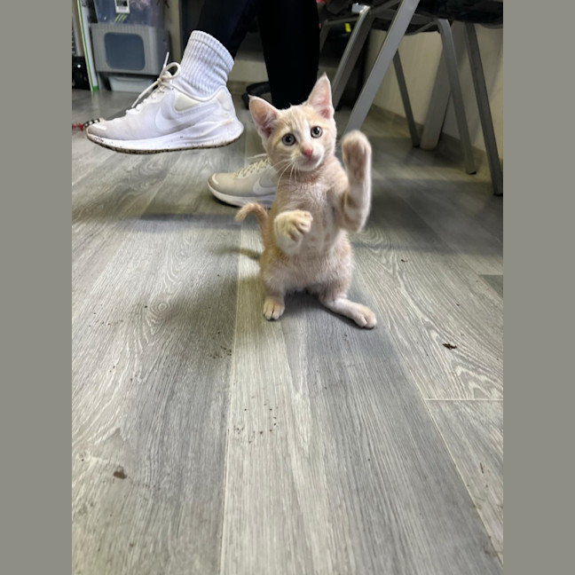 Photo of Simba