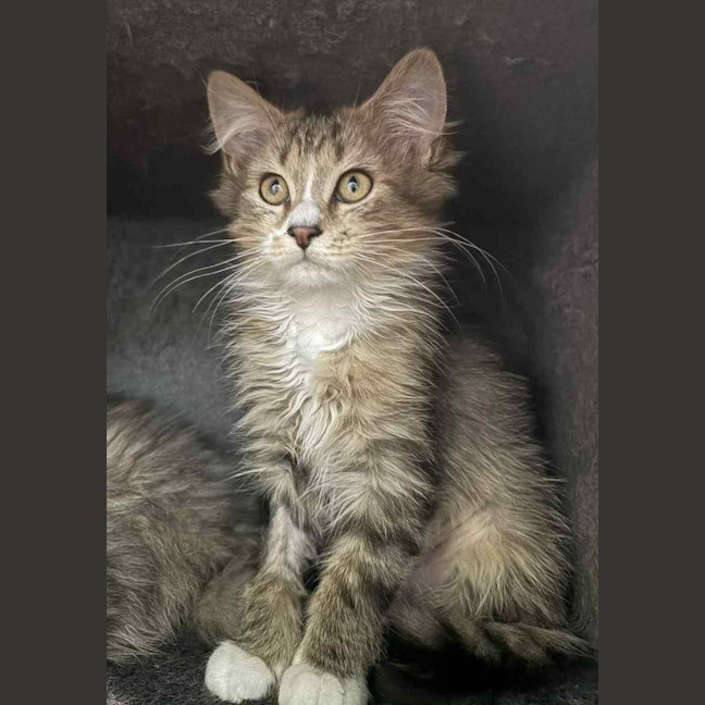 Photo of Sadie
