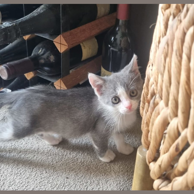 Photo of Willow