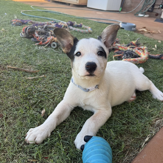 Photo of Rascal