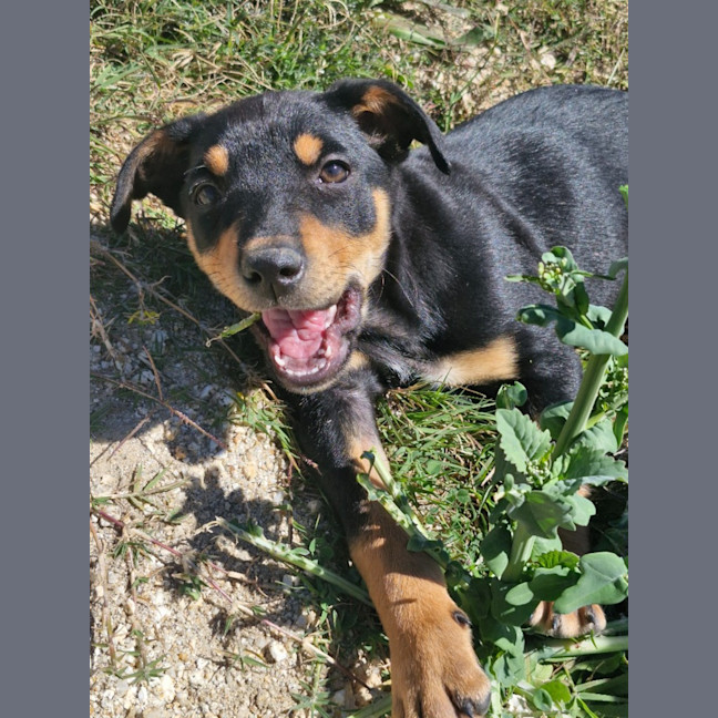 Photo of Shelby