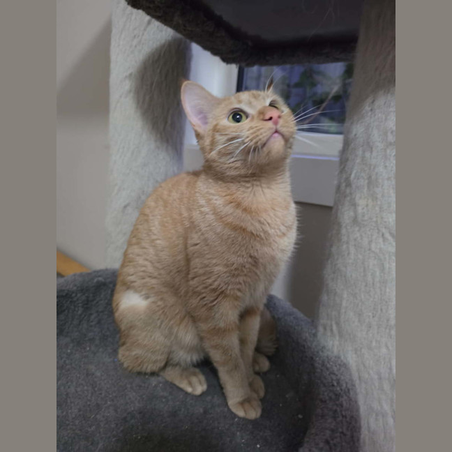 Photo of Nala