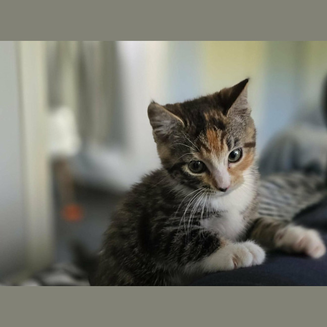Photo of Tomato