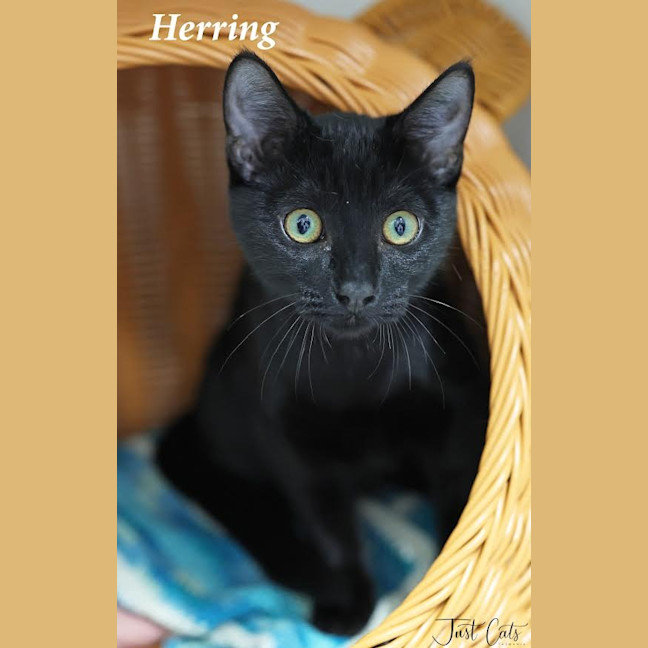 Photo of Herring   Burnie