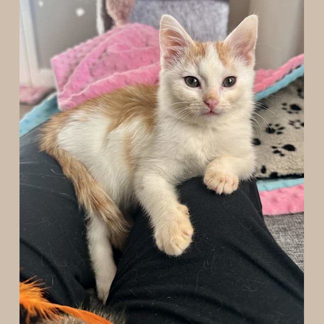 Photo of Gnocchi