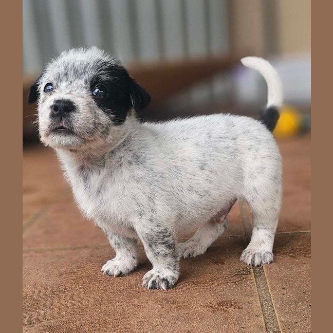 Photo of Maverick