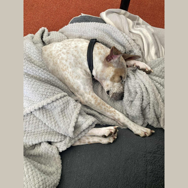 Photo of Sadie   2 Year Old Cattle Dog X