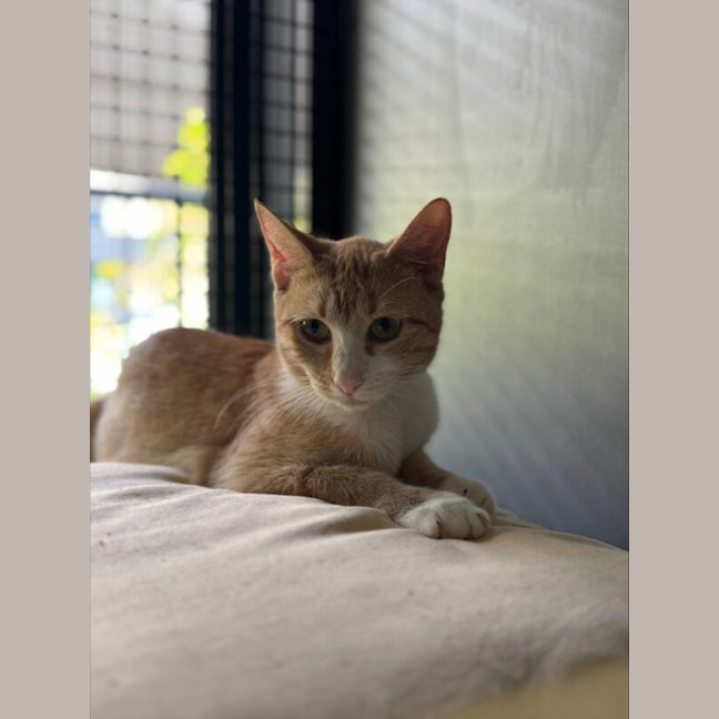 Photo of Olive