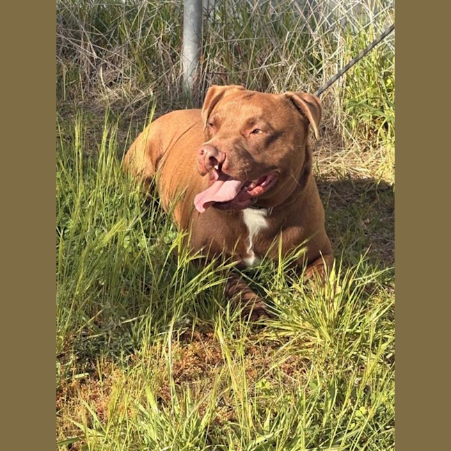Photo of Digger 