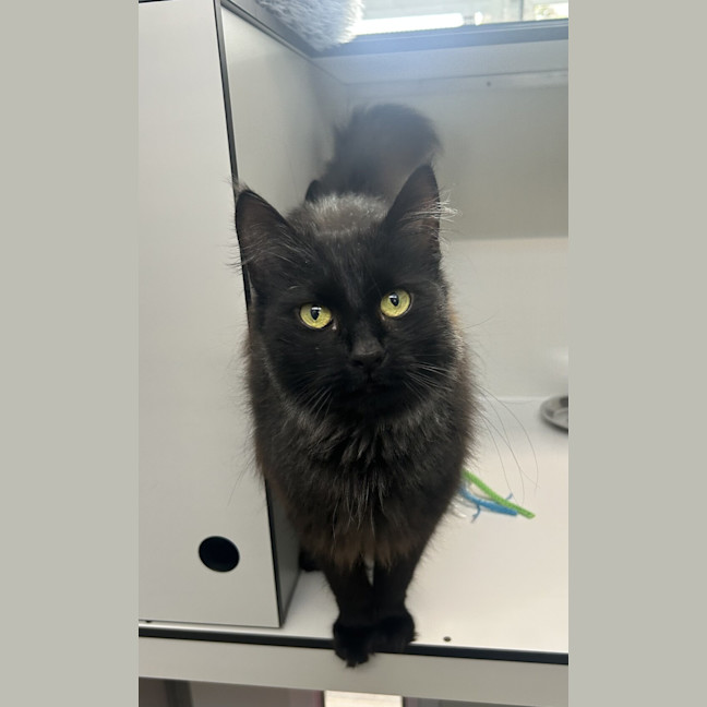 Photo of Pepper