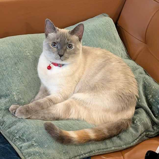 Photo of Panini
