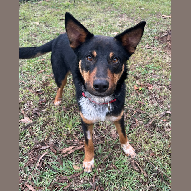 Photo of Benji