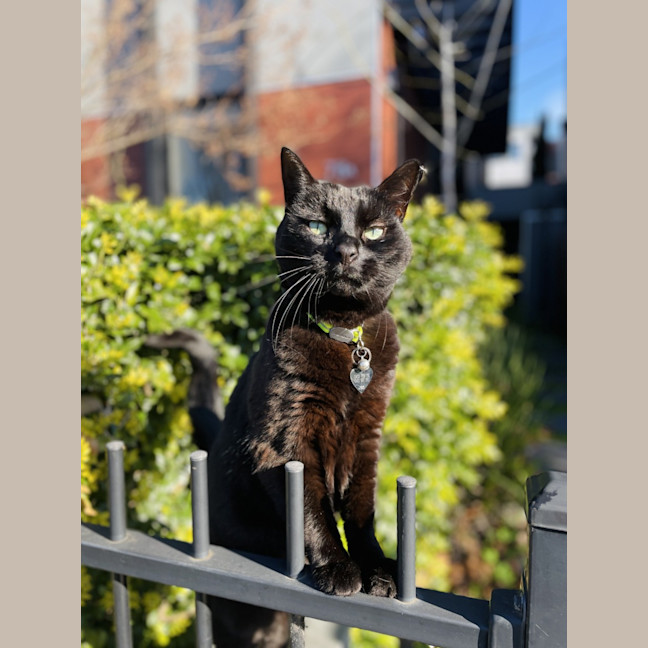 Photo of Nuzzlington