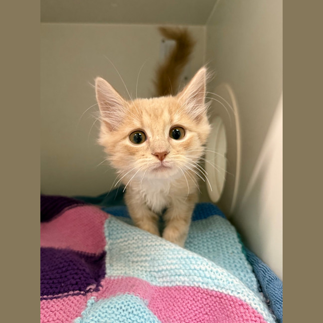 Photo of Butternut 