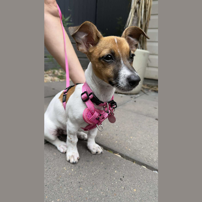 Photo of Trixie